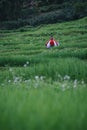 Beautiful landscape view, farmers are planting rice in the rice field,rice terraces with farmers in green nature, farmer working