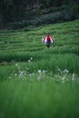 Beautiful landscape view, farmers are planting rice in the rice field,rice terraces with farmers in green nature, farmer working