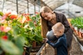 Son and mom watering flowers in a greenhouse. Royalty Free Stock Photo
