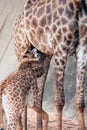 Son suckling from his Mom`s is Specie Giraffa camelopardalis family.