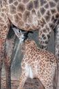 Son suckling from his Mom`s is Specie Giraffa camelopardalis family.
