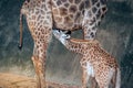 Son suckling from his Mom`s is Specie Giraffa camelopardalis family.