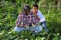 teenager helps father harvest cucumbers on plantation