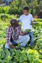 Son teenager helps father harvest cucumbers on plantation