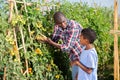 Teenager helps father harvest grapes on vineyard