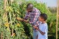 Son teenager helps father harvest grapes on vineyard