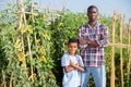 Son teenager helps father harvest grapes on vineyard