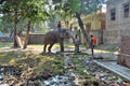 Thirsty elephant at sonepur animal fair bihar india