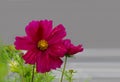 Sonata Bipinnatus Flower