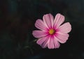 Sonata pink cosmos macro photography Royalty Free Stock Photo