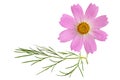 Sonata Pink Cosmos