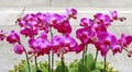 Sonata of pink orchids Royalty Free Stock Photo