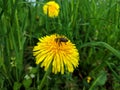 Sonchus arvensis with bee Royalty Free Stock Photo