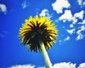 Sonchus asper flower over blue sky and clouds closeup colorful nature spring