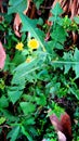 Sonchus asper herb flower