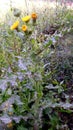 Sonchus asper plants flower Royalty Free Stock Photo