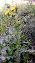 Sonchus asper plants flower