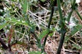 Sonchus asper, Prickly sow-thistle, Spiny sowthistle