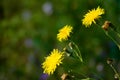 Sonchus brachyotus Royalty Free Stock Photo