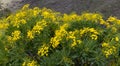 Sonchus canariensis, an endemic species of Canary islands in the dandelion tribe within the sunflower family, Asteraceae Royalty Free Stock Photo