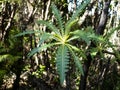 Sonchus Canariensis plant in the forests of La Gomera Royalty Free Stock Photo