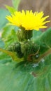 Sonchus oleraceus  flower with buds Royalty Free Stock Photo