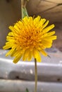 Sonchus oleraceus flower isolated photography