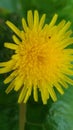 Sonchus oleraceus yellow flower macro Royalty Free Stock Photo