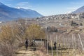 Sondrio, Italy - Jan 28, 2018: Mountain bikers among the vineyards in Sondrio, Valtellina - Italy during the winter Royalty Free Stock Photo