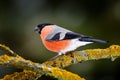 Sonf bird in green forest. Red songbird Bullfinch sitting on yellow lichen branch, Sumava, Czech republic. Wildlife scene from nat