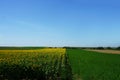 Sonflower field in Vojvodina. Sunny day.