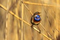 Song of a beautiful bird from thickets