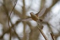 Song Bird Black Crested Tufted Titmouse Titmice in flight flying