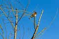 Song bird on perched bare tree branch against blue sky