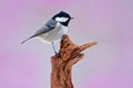 Song bird with pink background. Coal Tit, songbird sitting on beautiful lichen branch, animal in the nature habitat, Germany. Smal