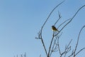 Song bird in silhouette perching on tree branch against blue sky
