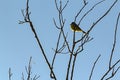 Song bird in silhouette perching on tree branch against blue sky