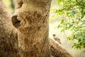 Song dird sitting on branch in jungle, native to the Indian Subcontinent, wildlife bird photography, clear background, Ranthambore Royalty Free Stock Photo