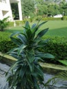 Song of india (Dracaena reflexa )