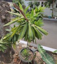 A song from India plant beauty ornamental plant