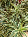 Song of india plant. Ornamental, stripe. Royalty Free Stock Photo