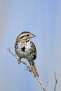 Song Sparrow