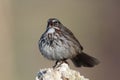 Song Sparrow Royalty Free Stock Photo