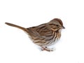 Song Sparrow