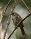 Song sparrow