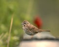 Song Sparrow