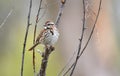 Song Sparrow bird at Exner Marsh Nature Preserve, Illinois USA