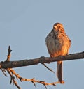 Song Sparrow Bird Perched on a Branch in the Morning Sunlight