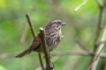 A song sparrow bird perched on a tree branch.