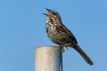 Song Sparrow bird singing